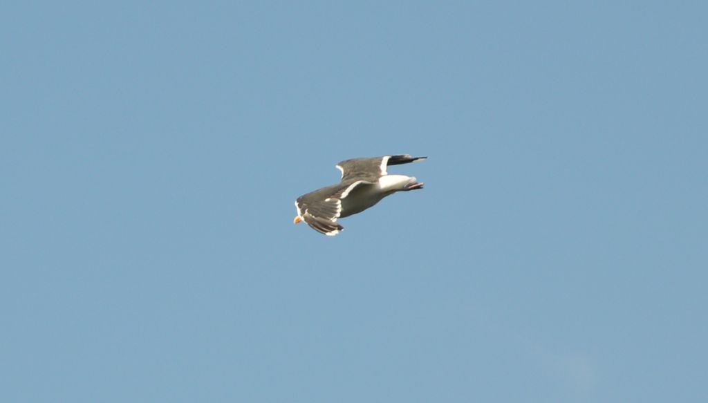 Gabbiani dall''Irlanda